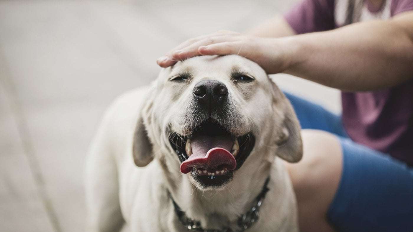 image for Petting other people's dogs, even briefly, can boost your health