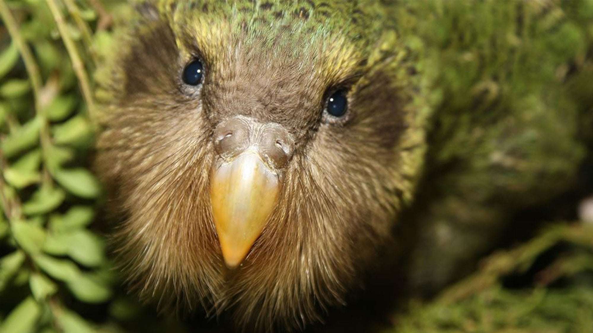 image for A flightless parrot is returning to mainland New Zealand after a 40-year absence