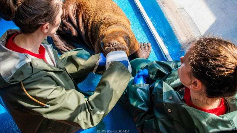 image for Rare walrus calf rescued in Alaska after wandering alone currently under 24/7 cuddle care