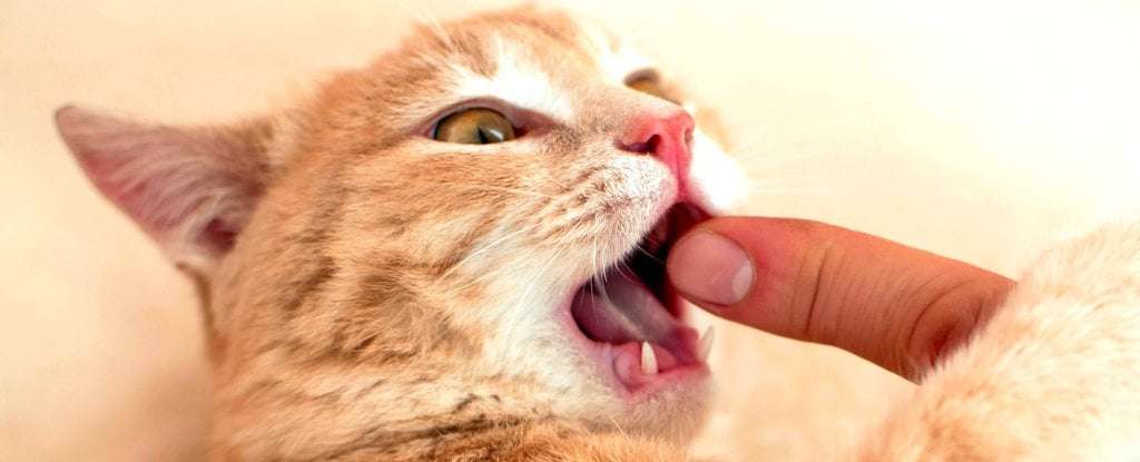 image for Man Bitten by Stray Cat Contracts Infection Unknown to Science