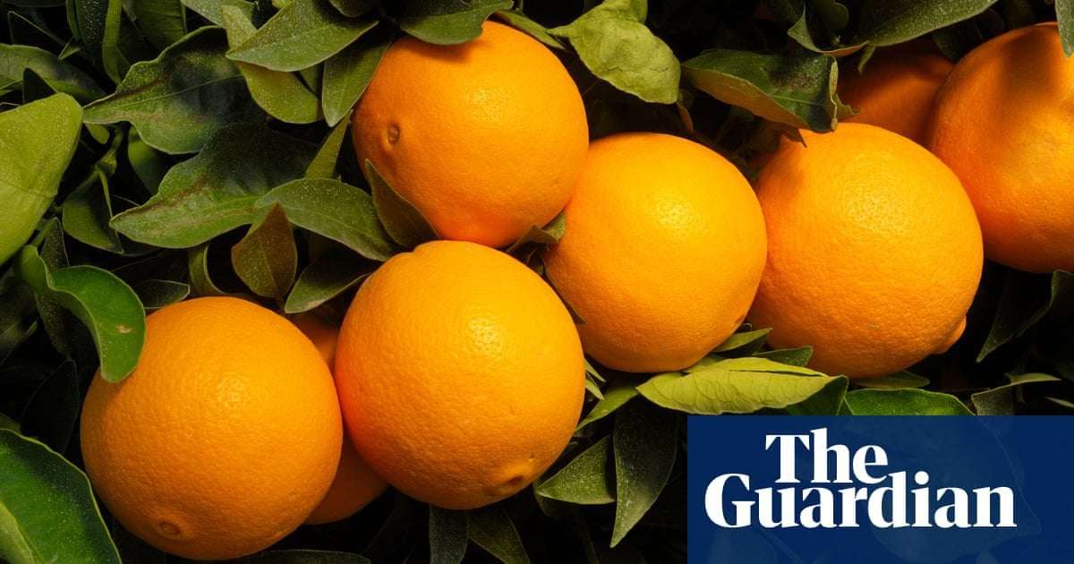 image for Orange juice prices to surge as US crops ravaged by disease and climate
