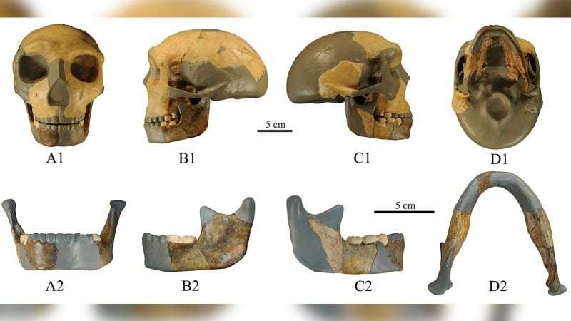 image for 300,000-year-old skull found in China unlike any early human seen before