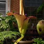 image for I happened to be at a garden when their rare Corpse Flower bloomed