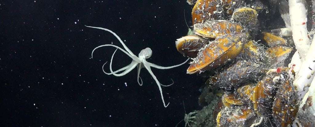image for Scientists Find A Whole New Ecosystem Hiding Beneath Earth's Seafloor