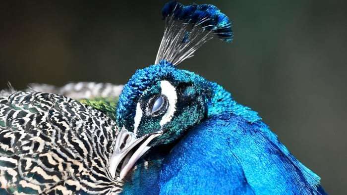 image for Florida village terrorized by peacocks plans to use vasectomies to solve the problem