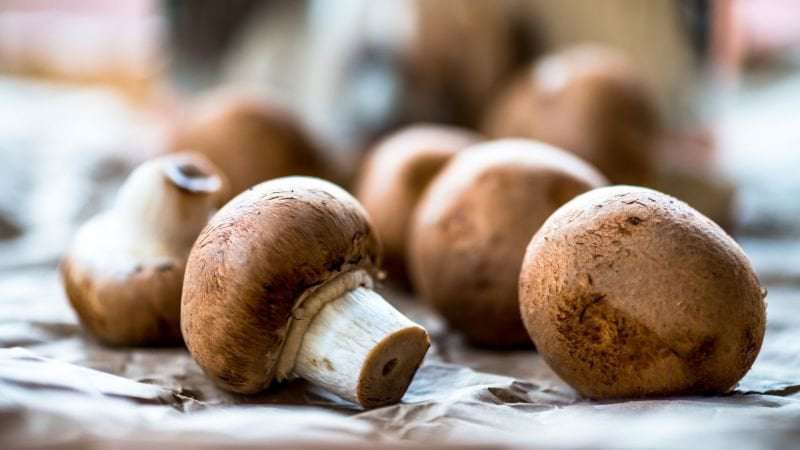 image for 'Death cap' mushroom poisoning: Australian at center of case says she bought mushrooms from grocer and supermarket