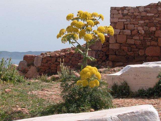 image for Miracle Plant Used in Ancient Greece Rediscovered After 2,000 Years