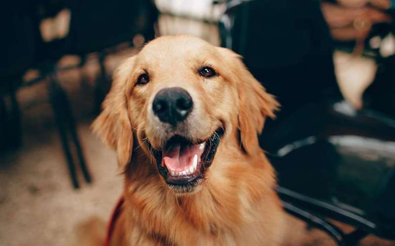 image for Impressive Golden Retriever Service Dog Stops Playtime to Alert Mom About Medical Concern