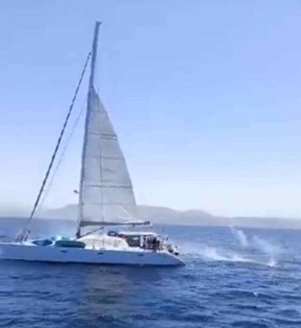 image for VIDEO: Sailing boat owners caught shooting at killer whales at the Strait of Gibraltar