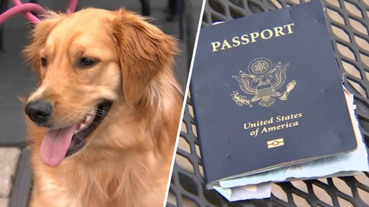 image for Days before Boston couple set to marry in Italy, their dog ate the groom's passport