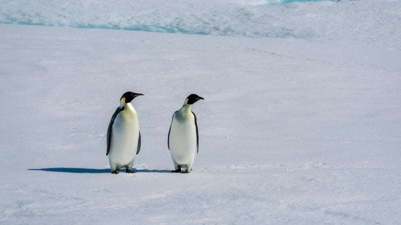 image for Emporer penguins: Huge colonies lost all chicks as sea ice melts