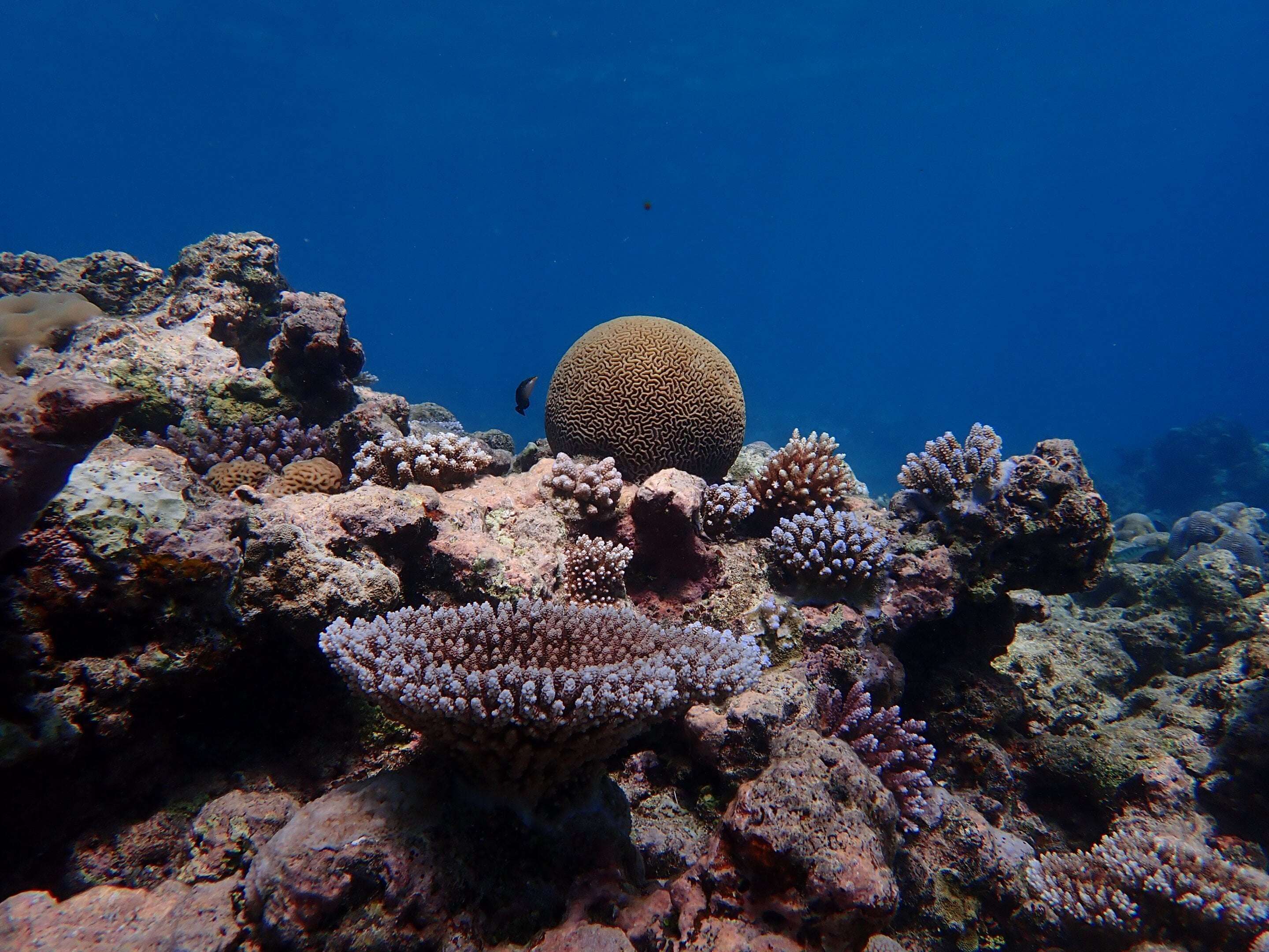 image for Pacific coral reef shows historic increase in climate resistance