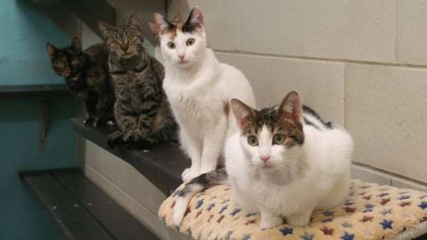 image for New cat contraception method using gene therapy could help manage feral populations