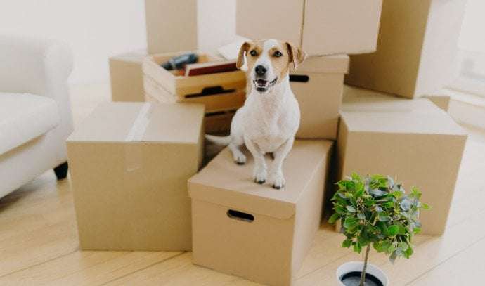 image for Iranian realtor arrested for selling apartment to a dog - report