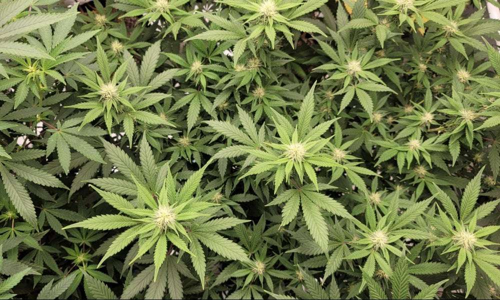 image for A Majority Of Ohio Voters—Including Most Republicans—Support Marijuana Legalization Initiative On November Ballot, New Survey Finds