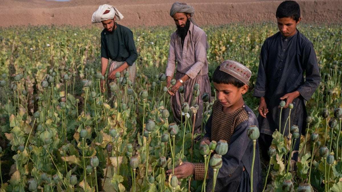 image for The Taliban’s Opium Ban Has Become an Existential Problem for the West