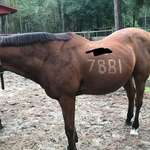 image for Florida horse trainers prepare for hurricane by shaving their phone number in horses coat.