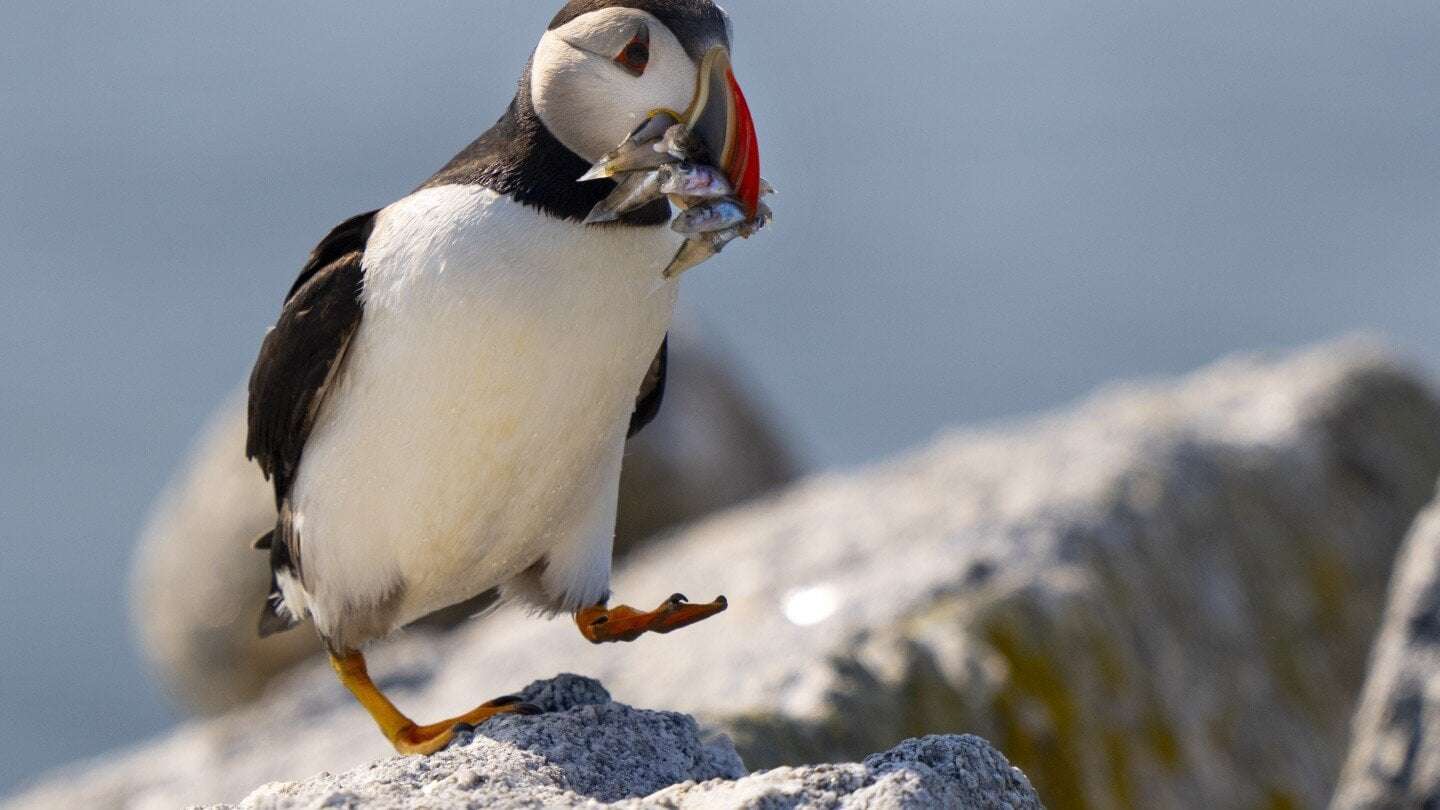 image for Maine’s puffin colonies recovering in the face of climate change