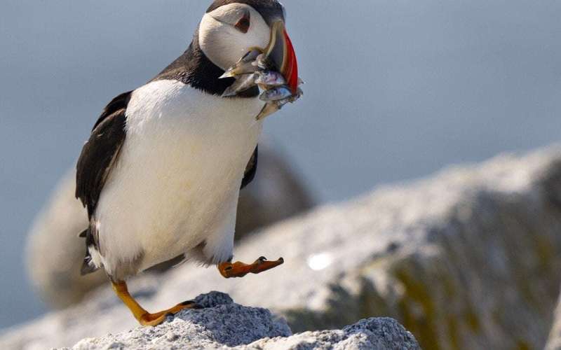 image for Maine’s puffin colonies recovering in the face of climate change