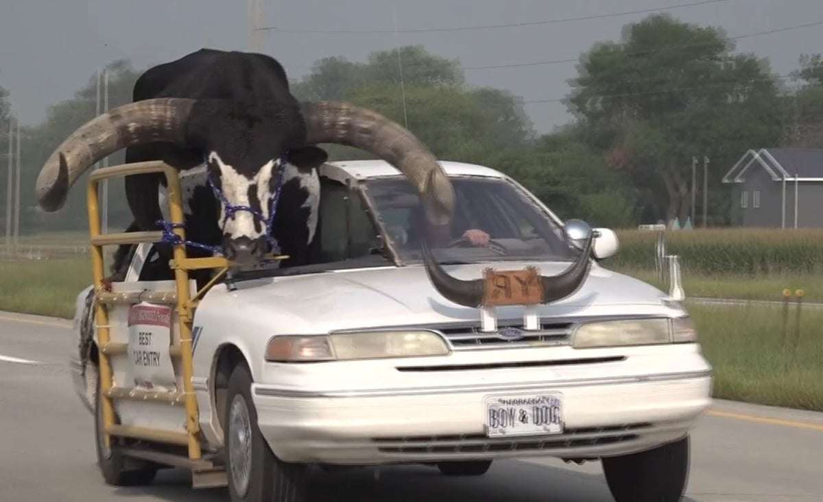 image for Man stopped by US police for driving with huge bull in passenger seat