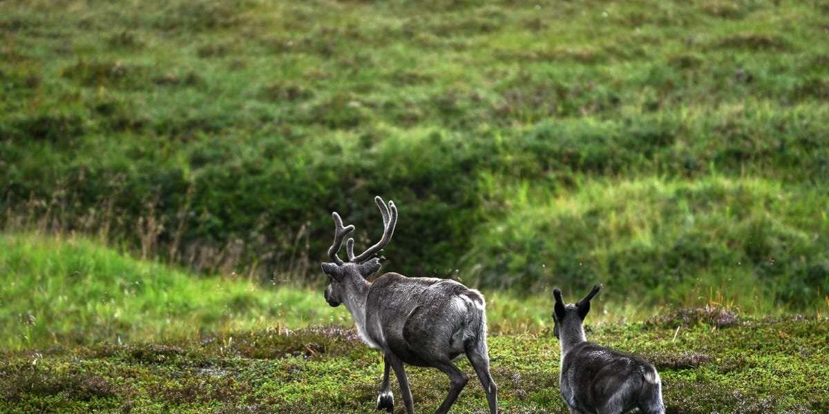 image for Russia is demanding Norway pay up to $4.4 million in compensation after 42 Norwegian reindeer wandered across the border