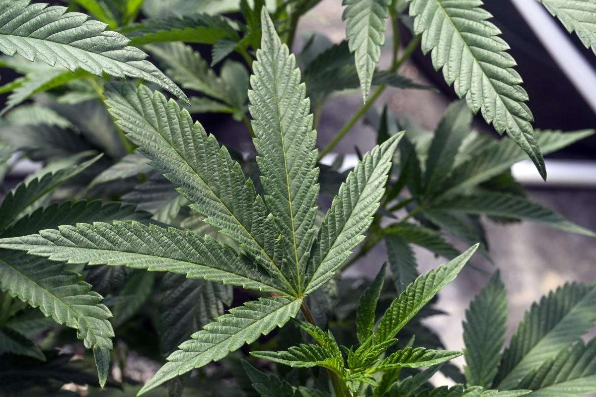 image for Slightly higher times: Biden administration moves to loosen weed restrictions