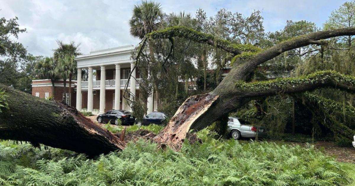 image for A 100-year-old oak tree falls on the Florida governor's mansion, Casey DeSantis says