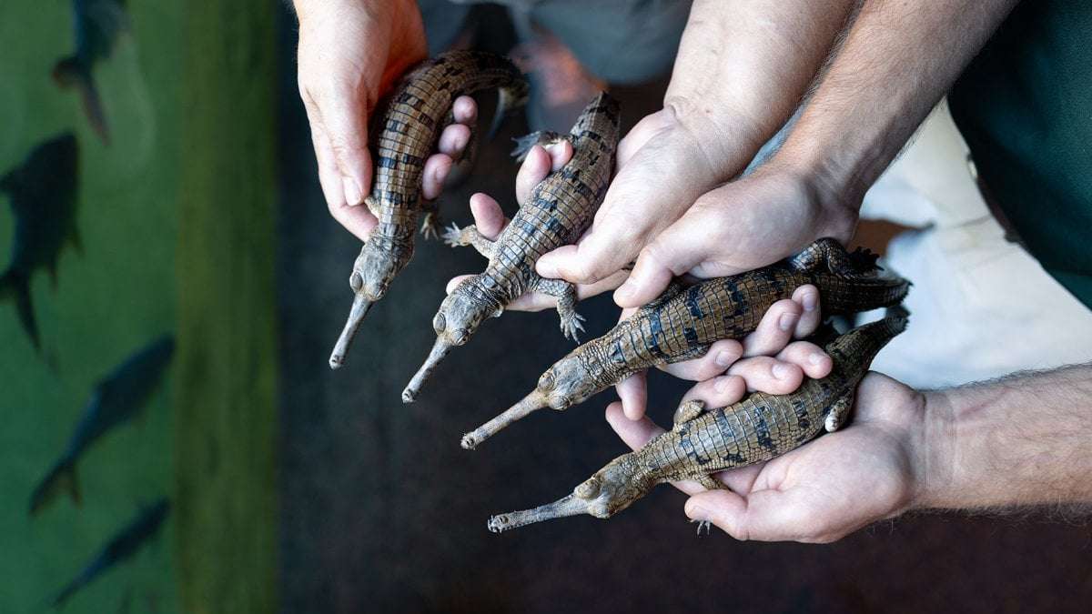 image for Fort Worth Zoo announces ‘groundbreaking births' of endangered gharial crocodiles