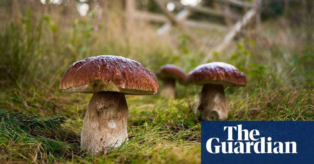 image for Mushroom pickers urged to avoid foraging books on Amazon that appear to be written by AI