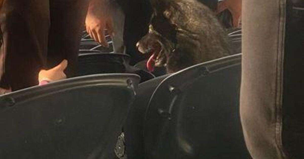 image for Dog sneaks away from home, into SoFi Stadium for Metallica concert