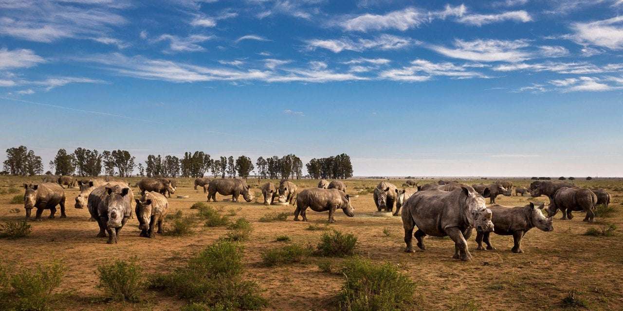 image for Herd of 2,000 African rhinos get a last-minute purchase and rewilding ‘lifeline’
