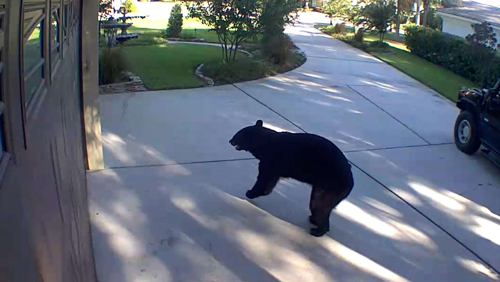 image for Watch: 3-legged bear named Tripod busts into mini fridge in Florida, downs White Claws