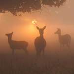 image for ITAP of the sun rising behind a group of deer on a very misty morning