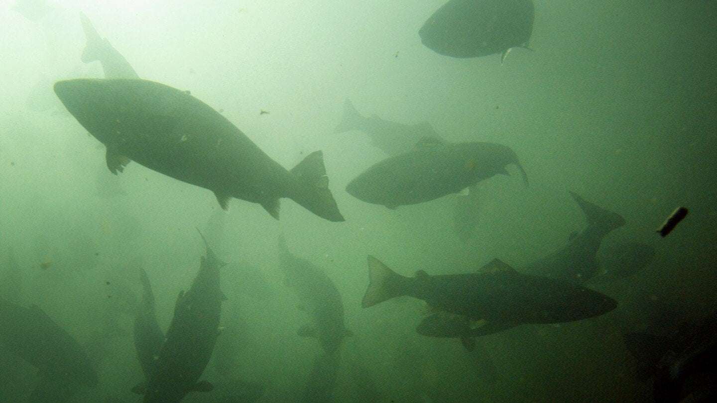image for More wild Atlantic salmon found in U.S. rivers than any time in the past decade, officials say