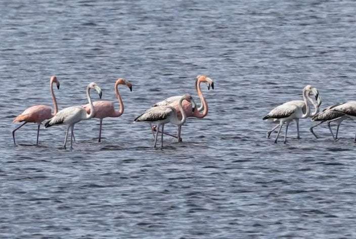 image for Watch: Flamingos visit Ohio, Kentucky, Texas in the wake of Idalia