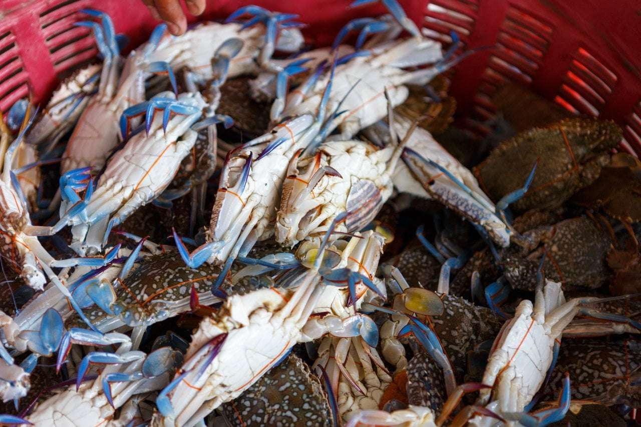 image for Italy's invasive blue crab has Korean seafood fans excited
