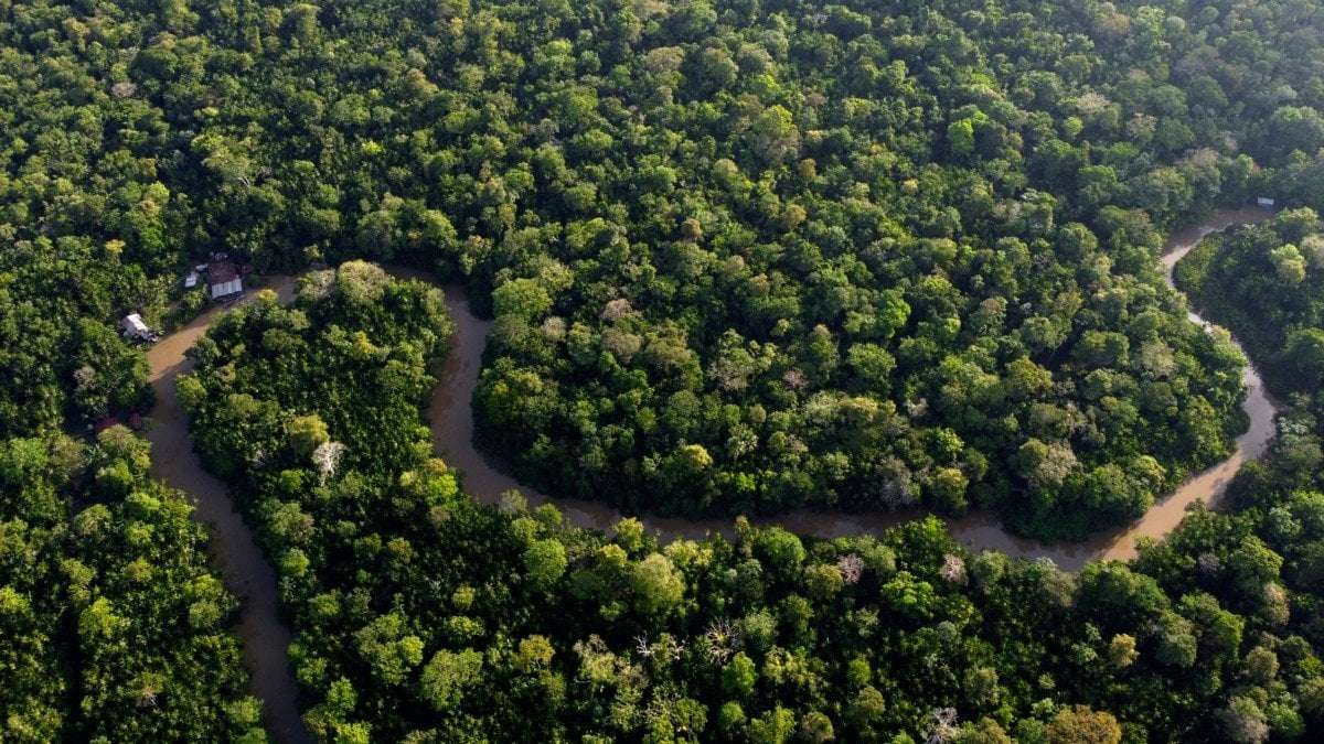image for EU Steps in to Boost Amazon Rainforest Protection Plan