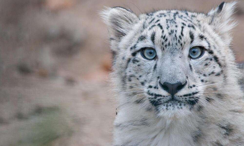 image for Bhutan announces a “milestone achievement” with a 39.5% increase in snow leopard numbers