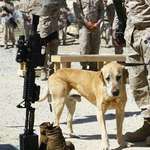 image for A dog is saying goodbye to his fallen U.S. soldier friend. Afghan war, 2004