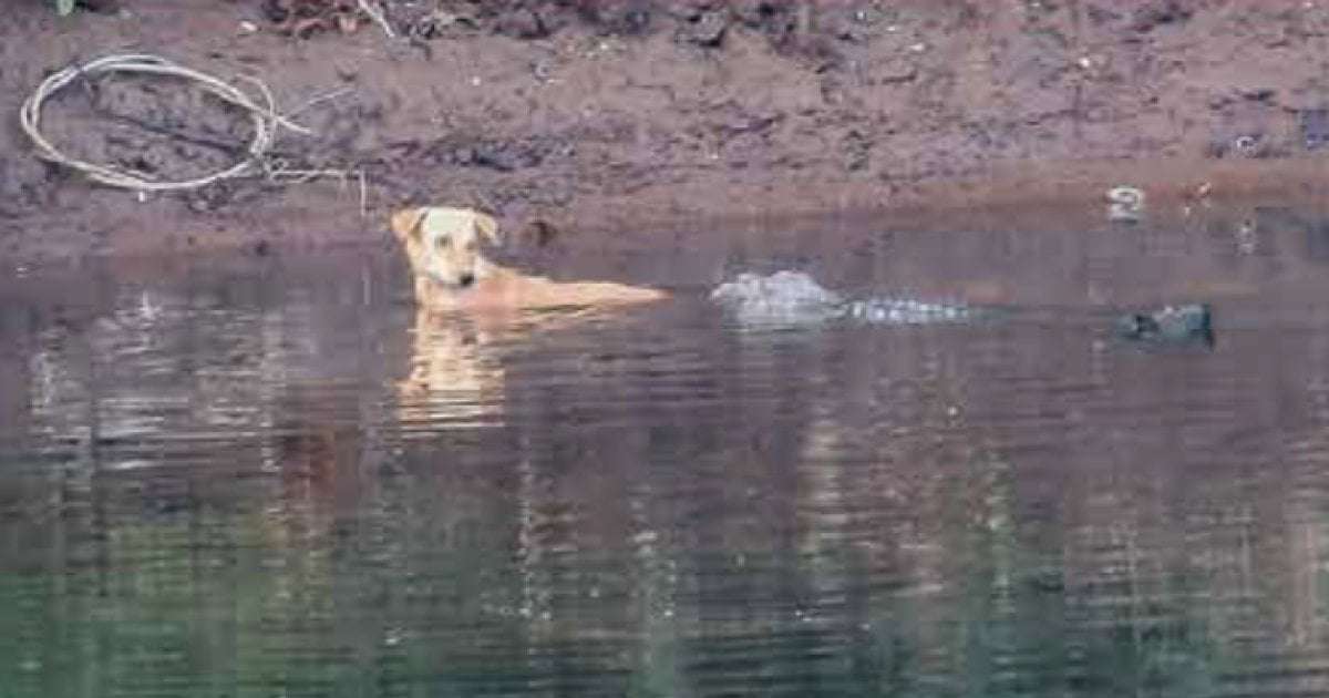 image for 3 crocodiles "could have easily devoured" a stray dog in their river. They pushed it to safety instead.