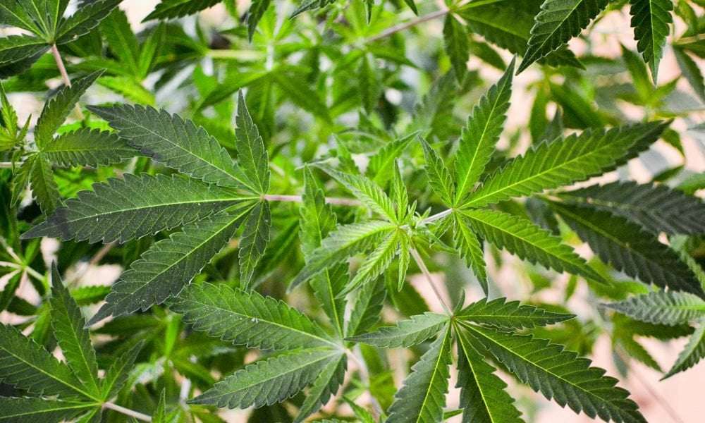 image for Ohio Lawmakers Say Prospects Of Marijuana Legalization Repeal Are Unlikely If Voters Approve Reform Initiative In November