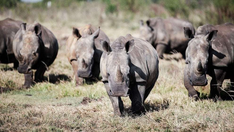 image for Africa's white rhino population rebounds for 1st time in a decade, new figures show