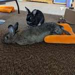 image for My buns are pretty asymmetrical size wise, but I still think they're pretty cute.