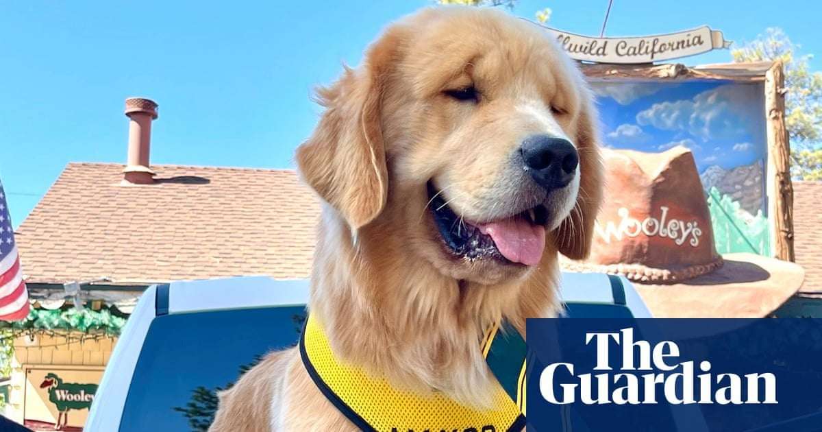 image for ‘He ate three of his ties in a month’: California’s dog mayor celebrates a year in office