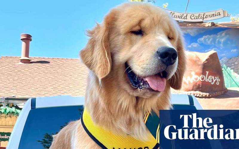 image for ‘He ate three of his ties in a month’: California’s dog mayor celebrates a year in office