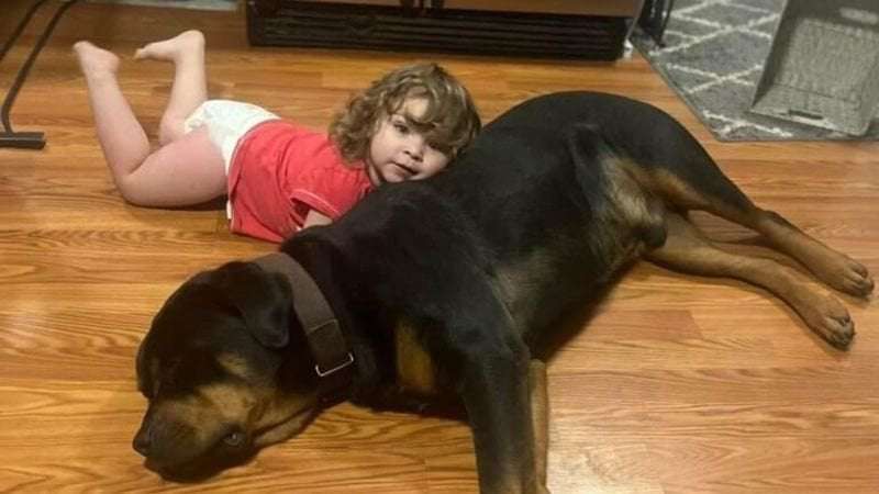 image for Missing Michigan toddler found in the woods asleep on family dog