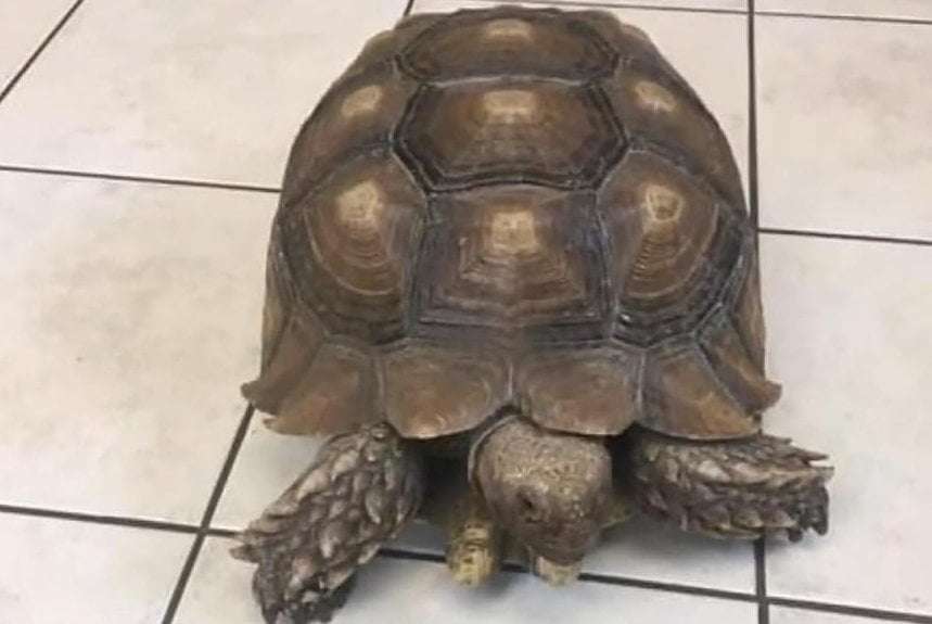 image for Tortoise escapes from Pennsylvania vet clinic for third time