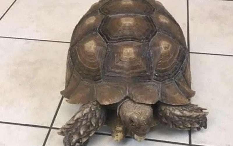image for Tortoise escapes from Pennsylvania vet clinic for third time
