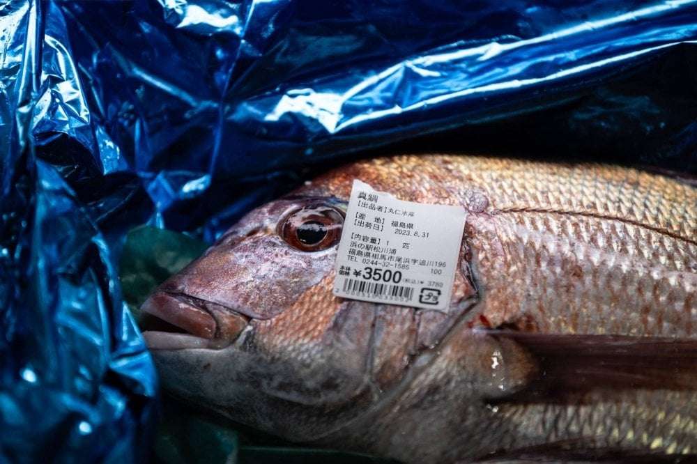 image for No tritium found in fish one month after Fukushima water release