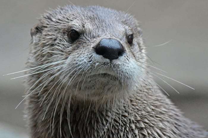 image for Florida man, 74, attacked by rabid otter while feeding ducks